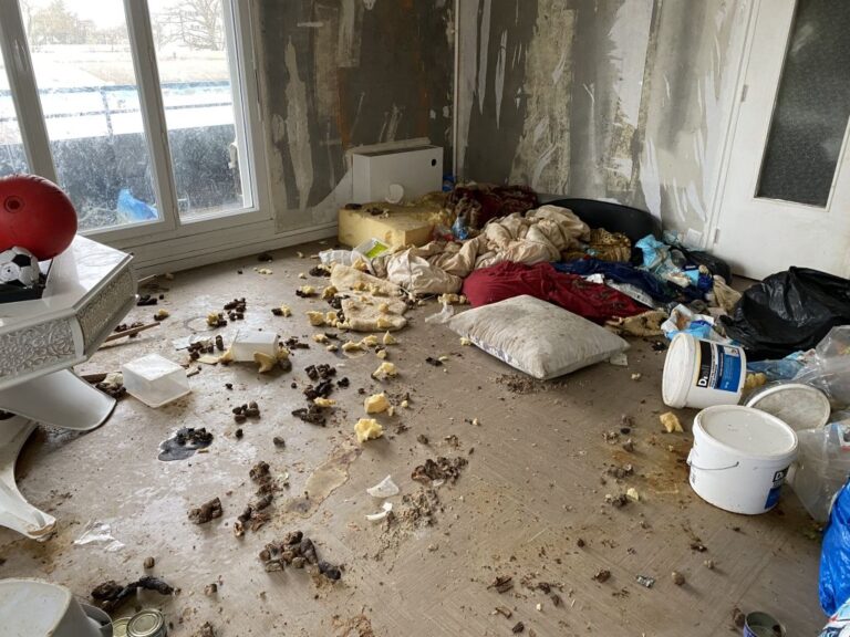 Désinfection et nettoyage d'un logement après un abandon de chiens